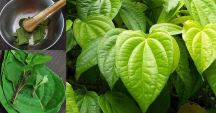 ನಿಯಮಿತವಾಗಿ ವೀಳ್ಯದೆಲೆ ಸೇವಿಸುತ್ತಾ ಬಂದರೆ ಮಧುಮೇಹದ ಸಮಸ್ಯೆ ಕಡಿಮೆ ಆಗುತ್ತದೆ.