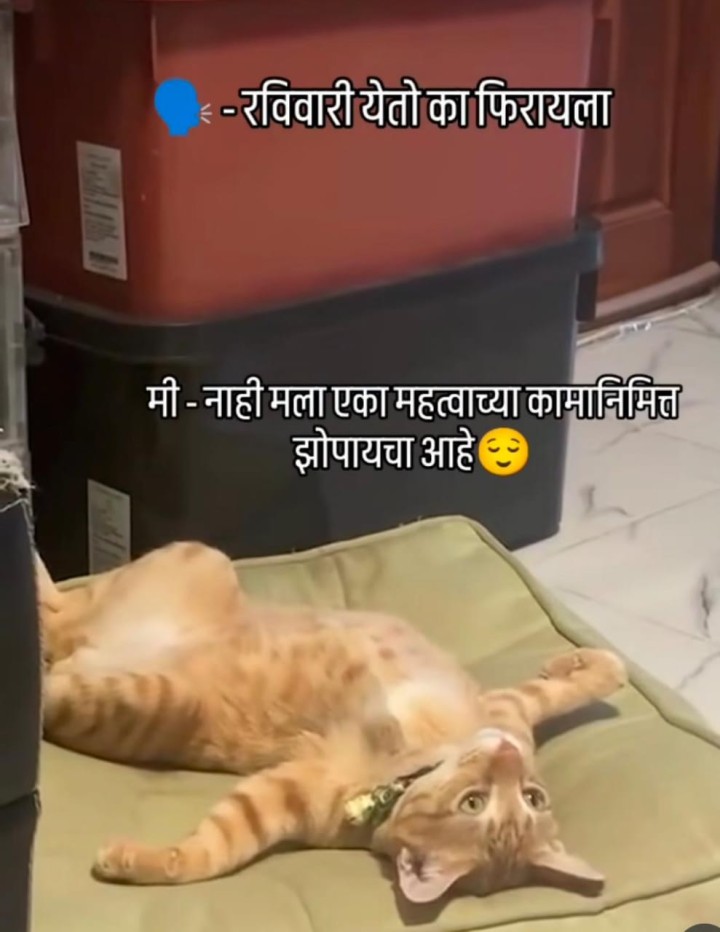 रविवार आणि झोप
