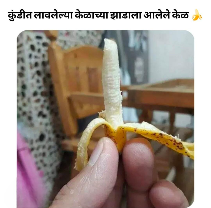 कुंडीत लावलेल्या झाडाचे फळ