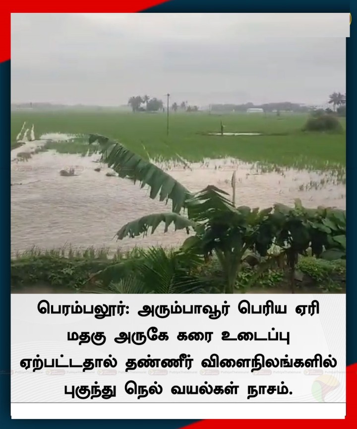 பெரம்பலூர்: அரும்பாவூர் பெரிய ஏரி மதகு அருகே கரை உடைப்பு ஏற்பட்டதால் தண்ணீர் விளைநிலங்களில் புகுந்து நெல் வயல்கள் நாசம்.