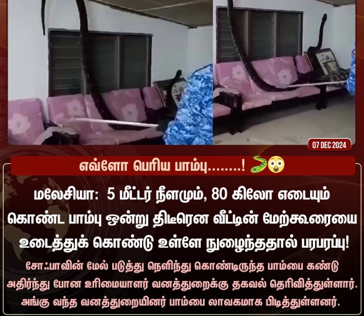 வீட்டின் மேற்கூரையை உடைத்துக் கொண்டு உள்ளே நுழைந்த பாம்பு!