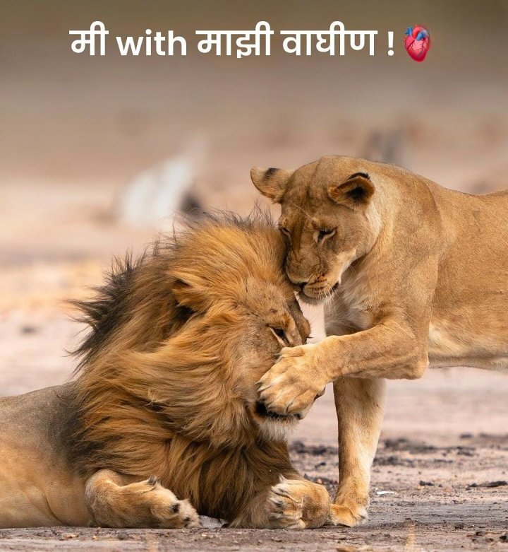 मी विथ माझी वाघीण