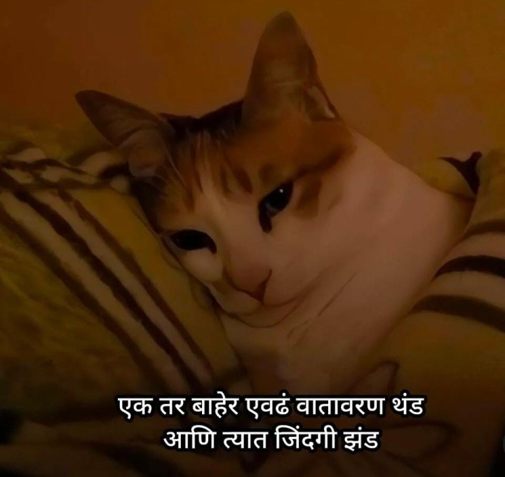 वातावरण थंड जिंदगी झंड