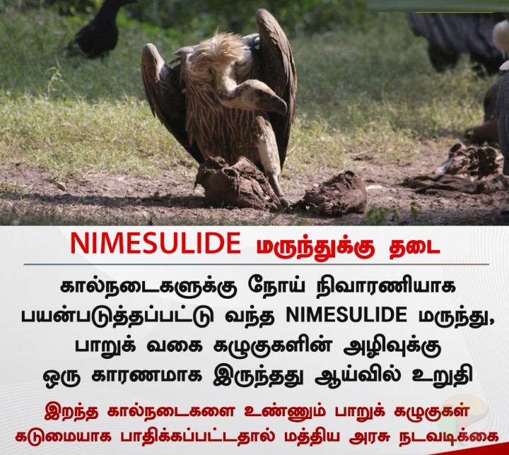 NIMESULIDE மருந்துக்கு தடை