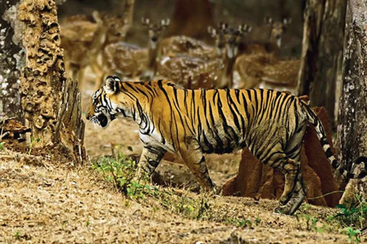 সুন্দরবনের ‘অনুপ্রবেশকারী’ রয়্যাল বেঙ্গলের খোঁজে এ বার জলপথে নামলেন বনকর্মীরা।জলপথে পরিদর্শনের পর জাল দিয়ে ঘেরা জঙ্গলের তিন দিক ঘুরে দেখা হবে। বাঘের উপস্থিতি টের পাওয়া গেলে পরবর্তী পদক্ষেপ করবেন বনকর্মীরা।