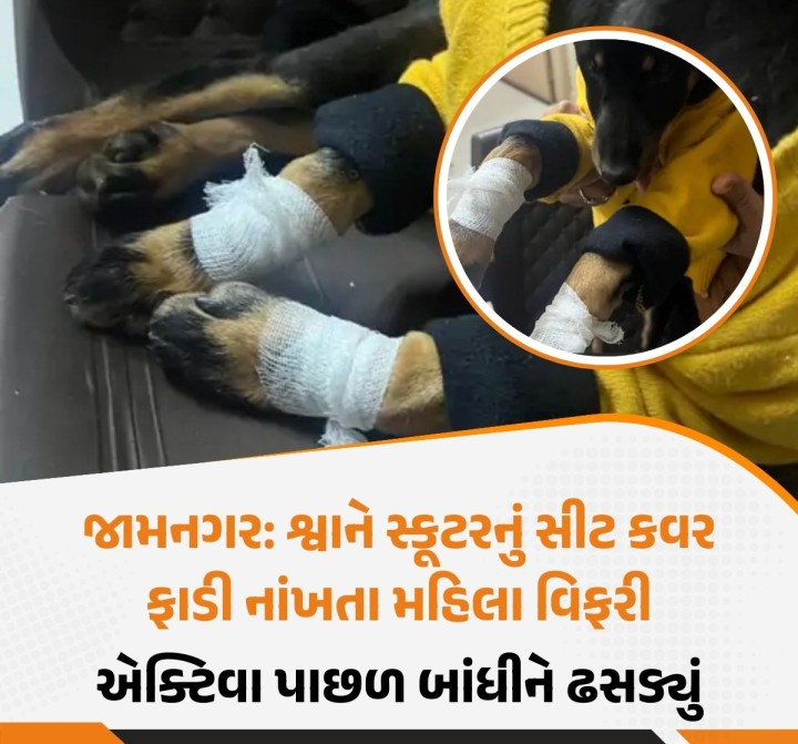 જામનગરમાં રહેતા પરિવારનું પાલતુ શ્વાન શેરીમાં ફરતું હતું. આ વખતે મહિલાના સ્કૂટરના સીટ કવર ઉપર થોડું નુકસાન પહોંચાડ્યું હતું. જેનો દાઝ રાખી આ મહિલાએ શ્વાનને એક્ટિવા પાછળ પટ્ટા વડે બાંધીને ઢસડ્યું હતું. શ્વાનને પગમાં ઈજા થતાં સારવાર કરવામાં આવી હતી. શ્વાન સાથે આચરવામાં આવેલી આ ક્રુરતાનો વીડિયો પણ વાયરલ થયો છે. જેથી અત્યાચાર ગુજારનાર મહિલા સામે ફિટકાર ફેલાયો છે.