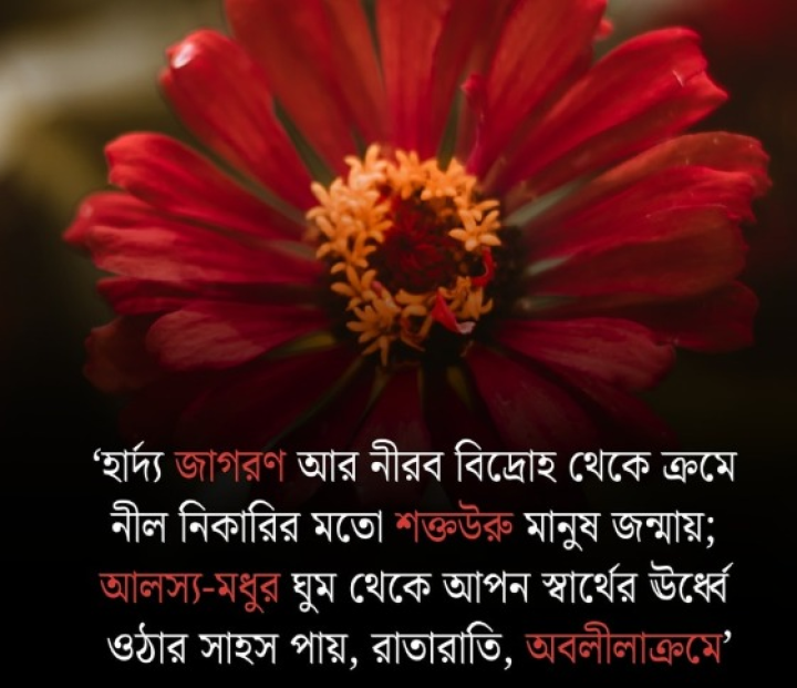 নীরব বিদ্রোহ...
