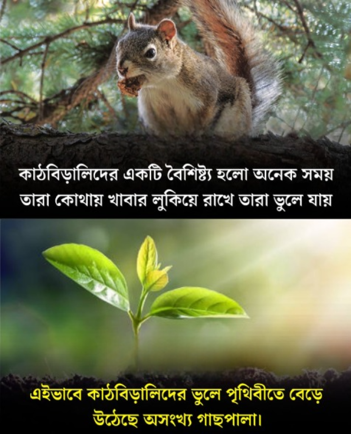 এরকম ভুল আরও করুক কাঠবেড়ালিরা। তবেই হয়ত এই বিশ্ব আরও সবুজ হয়ে উঠবে।