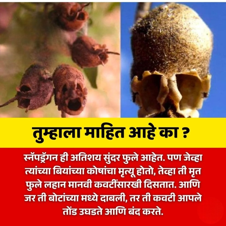 तुम्हाला माहित आहे का ?
