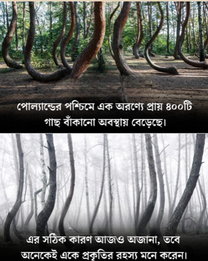 প্রকৃতির এই রহস্যের বিষয়ে জানেন?