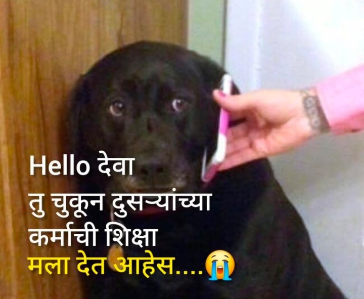 कुत्र्याचे सांगणे