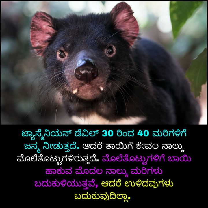 ಟ್ಯಾಸ್ಮಿನಿಯನ್ ಡೆವಿಲ್ 30 ರಿಂದ 40 ಮರಿಗಳಿಗೆ ಜನ್ಮ ನೀಡುತ್ತದೆ.