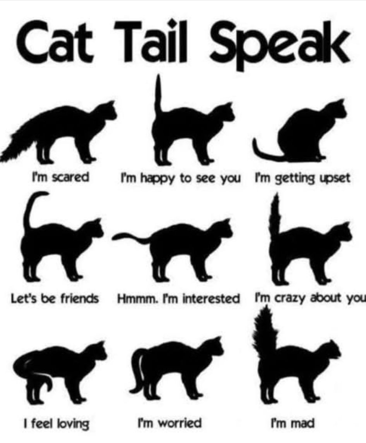 বেড়ালের লেজ কথা!