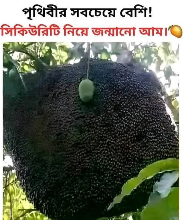 সুরক্ষিত আম!