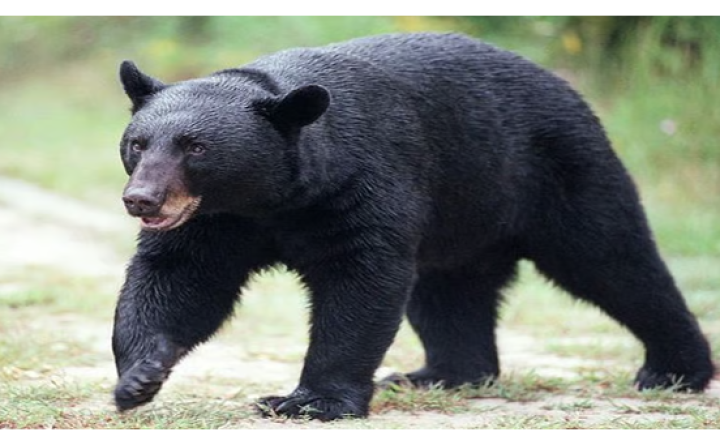 ತುಮಕೂರು: ಮಧುಗಿರಿ ಬಳಿ ಕರಡಿಗಳ ದಾಳಿಯಲ್ಲಿ ಮಹಿಳೆಗೆ ಗಂಭೀರ ಗಾಯ