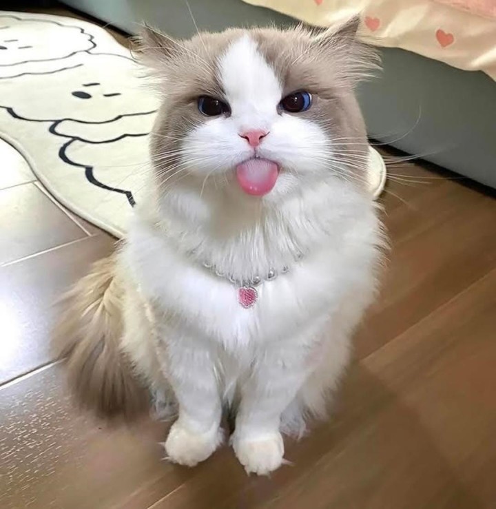 क्युट माऊ