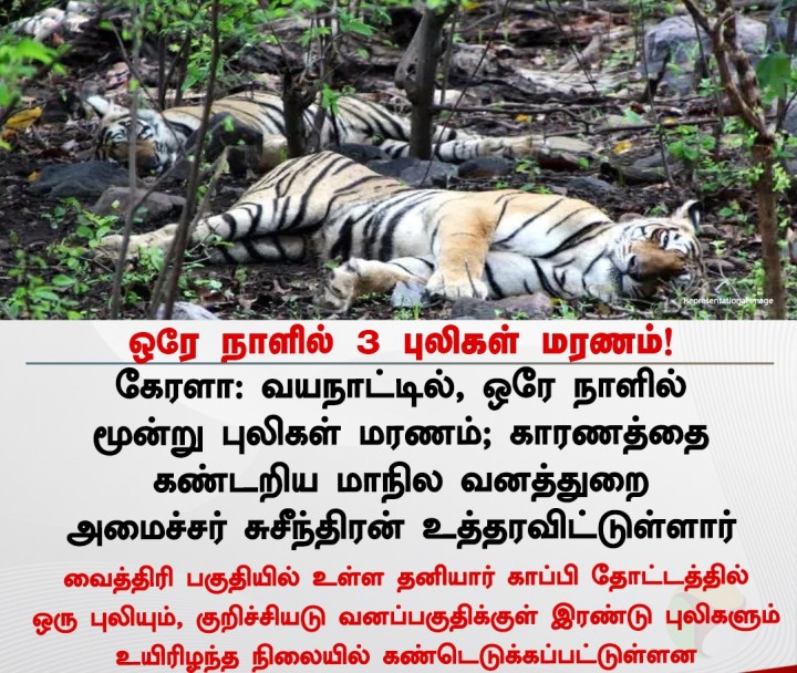 ஒரே நாளில் 3 புலிகள் மரணம்!