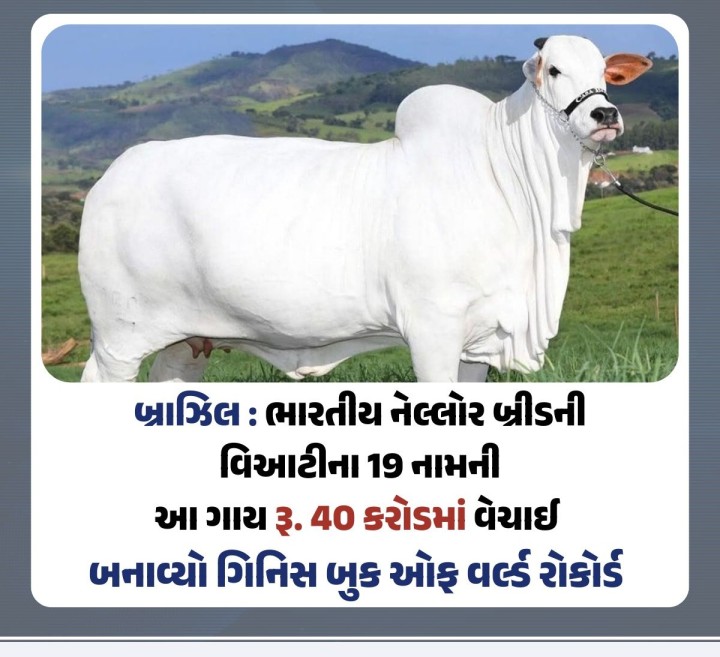બ્રાઝિલના મિનાસ ગેરેસમાં ચાલી રહેલા પશુ મેળામાં ભારતીય નેલ્લોર બ્રીડની વિઆટીના 19 નામની ગાય રૂ. 40 કરોડમાં વેચાવાની સાથે જ તેને ગિનિસ બુક ઓફ વર્લ્ડ રોકોર્ડમાં સ્થાન મળ્યું છે. ભારતના આંધ્ર પ્રદેશ અને તેલંગાણામાં જોવા મળતી નેલ્લોર બ્રીડની આ ગાયનું વજન 1,101 kg છે.