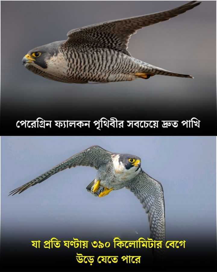 পেরেগ্রিফ ফ্যালকন বিষয়ে জানতেন?