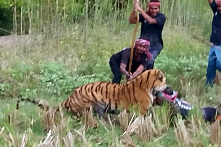 বাঘকে বন্দি করতে গিয়ে বাঘের মুখে পড়লেন বনকর্মী! তাঁর ঘাড় কামড়ে ধরল রয়্যাল বেঙ্গল। গুরুতর জখম অবস্থায় ওই বনকর্মীকে স্থানীয় হাসপাতালে ভর্তি করানো হয়েছে।কুলতলিতে ফের আতঙ্কে গ্রামবাসীরা।