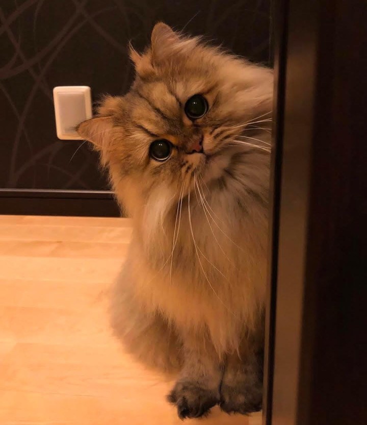 काय बघतो ?