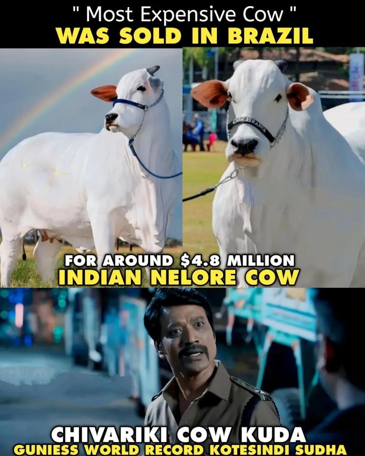 Avuki kuda guinness record anta