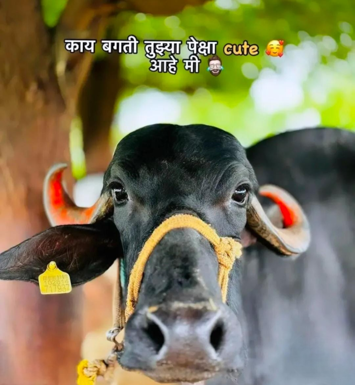 बरोबर आहे ना