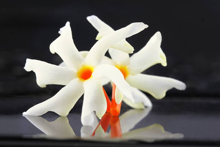 শিউলি ফুলের নির্যাসে এতটাই অ্যান্টি-অক্সিড্যান্ট থাকে যা রুক্ষ চুলের সমস্যা দূর করতে পারে। সঠিক পদ্ধতিতে এই ফুলের নির্যাস যদি ব্যবহার করা যায়, তা হলে চুলের যে কোনও সমস্যার সমাধান হতে পারে।