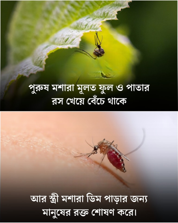 মশাদের বিষয়ে এই তথ্যটি জানতেন তো?