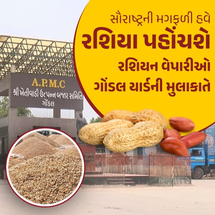 સૌરાષ્ટ્રમાં પાકતી મગફળીની દુનિયાના અનેક દેશોમાં બોલબાલા છે અને કેટલાંક રાષ્ટ્રોમાં સીધી નિકાસ થાય છે. હવે રશિયામાં સૌરાષ્ટ્રની મગફળી પહોંચે તેવા સંજોગો ઉજળા બન્યા છે. રશિયાની મોટી સ્નેકસ કંપની અવંતાના પ્રતિનિધિઓ તથા અન્ય વેપારીઓએ ગોંડલ યાર્ડની મુલાકાત લીધી હતી.