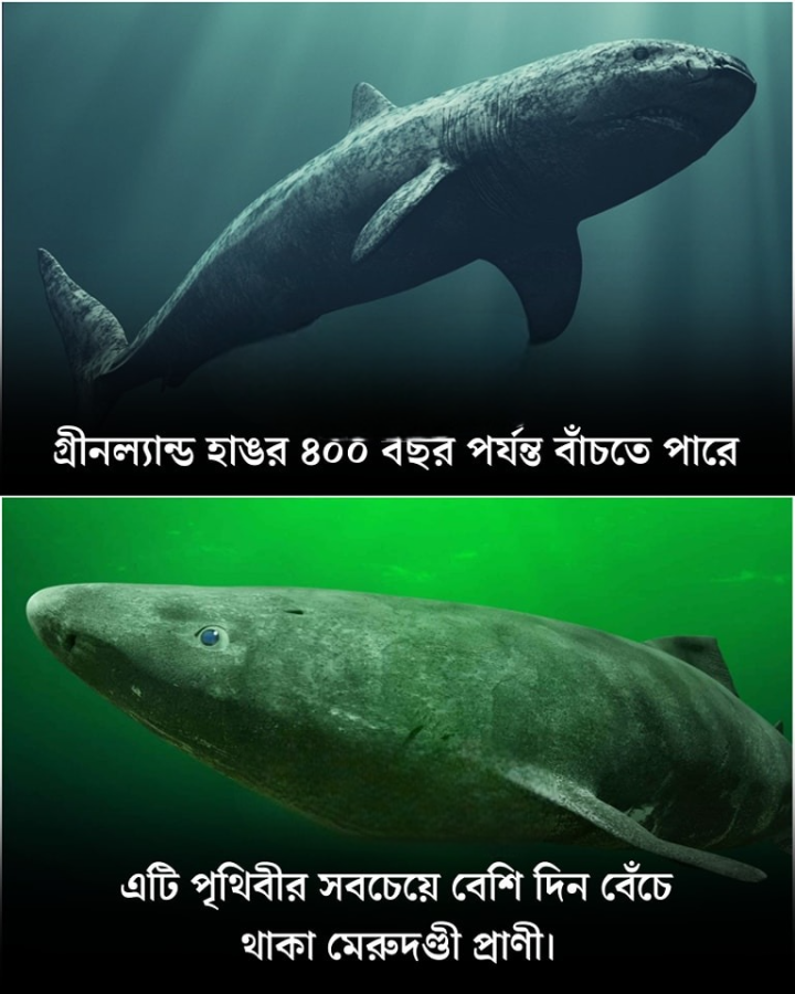 পৃথিবীর দীর্ঘদিন বেঁচে থাকা মেরুদণ্ডই প্রাণী।