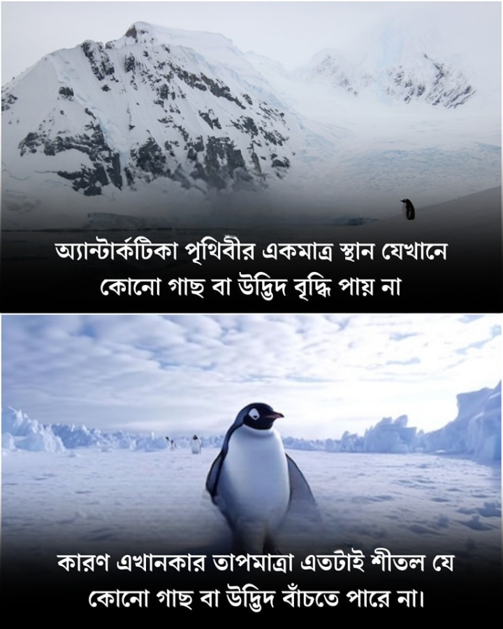 আন্টার্টিকায় কেন গাছে নেই জানেন?