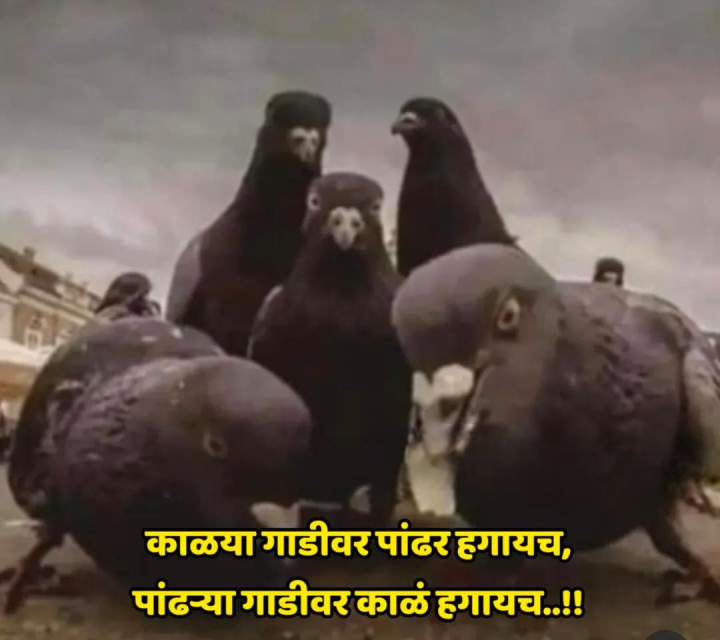 कबुतरांचे नियम