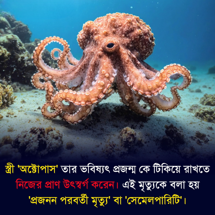 অক্টোপাসের বিস্ময়কর জীবনচক্র বিষয়ে এই তথ্যটি জানেন?