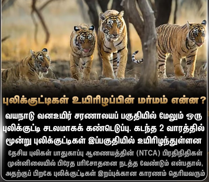 வயநாடு வனப்பகுதியில் மேலும் ஒரு புலிக்குட்டி சடலமாகக் கண்டெடுப்பு