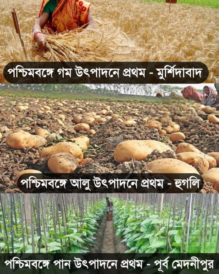 কোন কোন শস্য উৎপাদনে এগিয়ে পশ্চিমবঙ্গ?