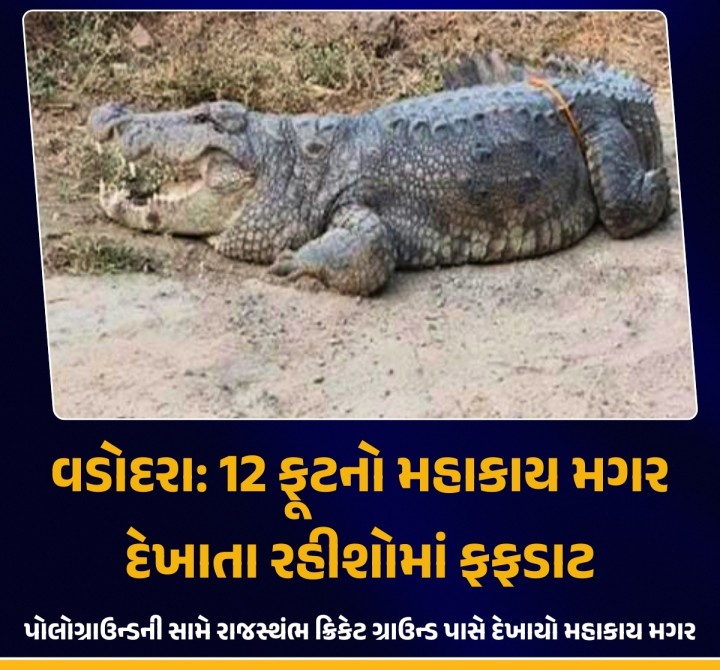 વડોદરામાં વિશ્વામિત્રી નદીમાં છાશવારે માનવવસ્તી તરફ આવી ચડતાં મગર હવે સામાન્ય ઘટના બની રહી છે. વડોદરાના પોલોગ્રાઉન્ડ સામે રાજસ્થંભ ક્રિકેટ ગ્રાઉન્ડ પાસે બાર ફૂટનો મહાકાય મગર દેખાતાં સ્થાનિક રહીશોમાં એક તબક્કે તો ફફડાટ ફેલાઇ ગયો હતો. બાર ફૂટનો લગભગ અઢીસો કિલોથી વધુ વજન ધરાવતાં મગરને ભારે જહેમત બાદ સ્વયંસેવકો દ્વારા રેસ્ક્યુ કરવામાં આવ્યો હતો.