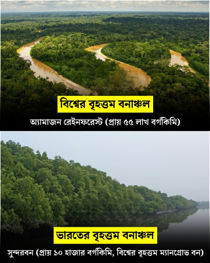 অ্যামাজন ও সুন্দরবন বিষয়ে কিছু কথা।