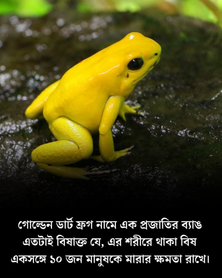 পৃথিবীর সব থেকে বিষাক্ত  ব্যাঙ!