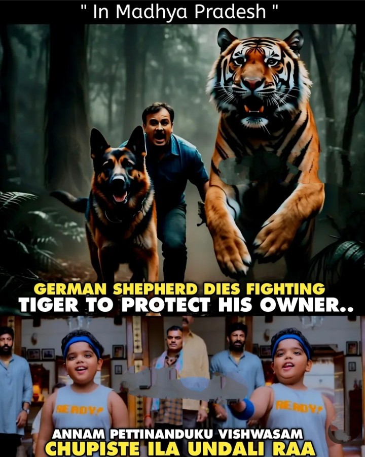 Puli nunchi yajamanini kapadindi