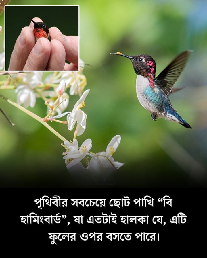 পৃথিবীর সব থেকে ছোট পাখি।