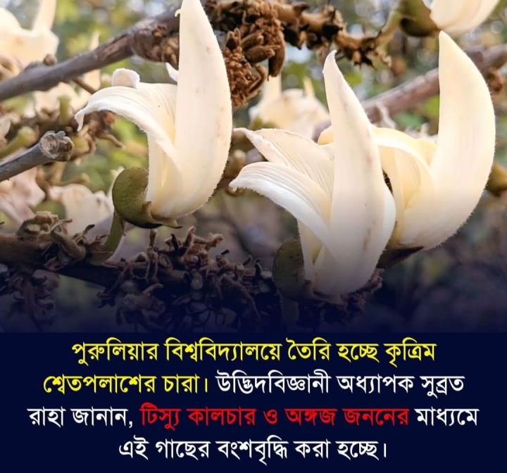 বিজ্ঞানের হাত ধরে আবার ফিরে আসছে হারিয়ে যাওয়া শ্বেতপলাশ।