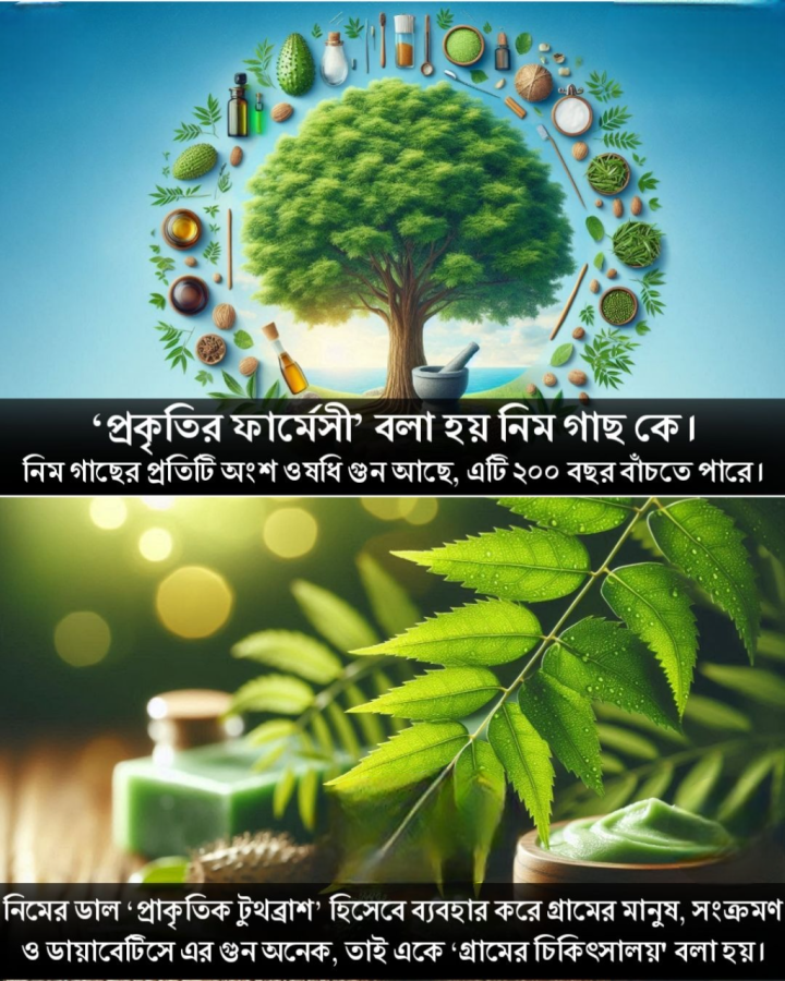বাঙালি হেঁসেলের অঙ্গ এই গাছ। সেই নিম গাছই হলো প্রাকৃতিক ফার্মেসি, আগে জানতেন?