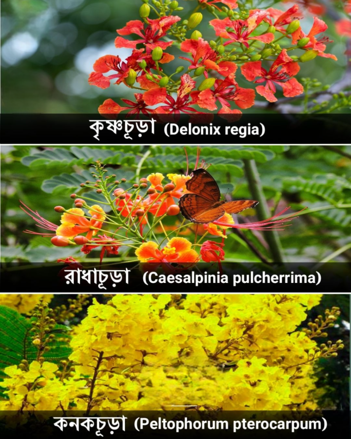 আমাদের চিরপরিচিত কিছু ফুলের বিজ্ঞানস্মত নাম।