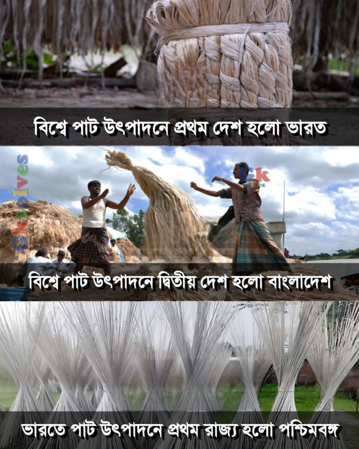 পাট চাষের কিছু কথা।