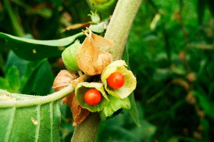 অশ্বগন্ধার শিকড়, পাতা ও ফল ওষুধ তৈরিতে কাজে লাগে। এই গাছে পোকার আক্রমণও কম হয়।