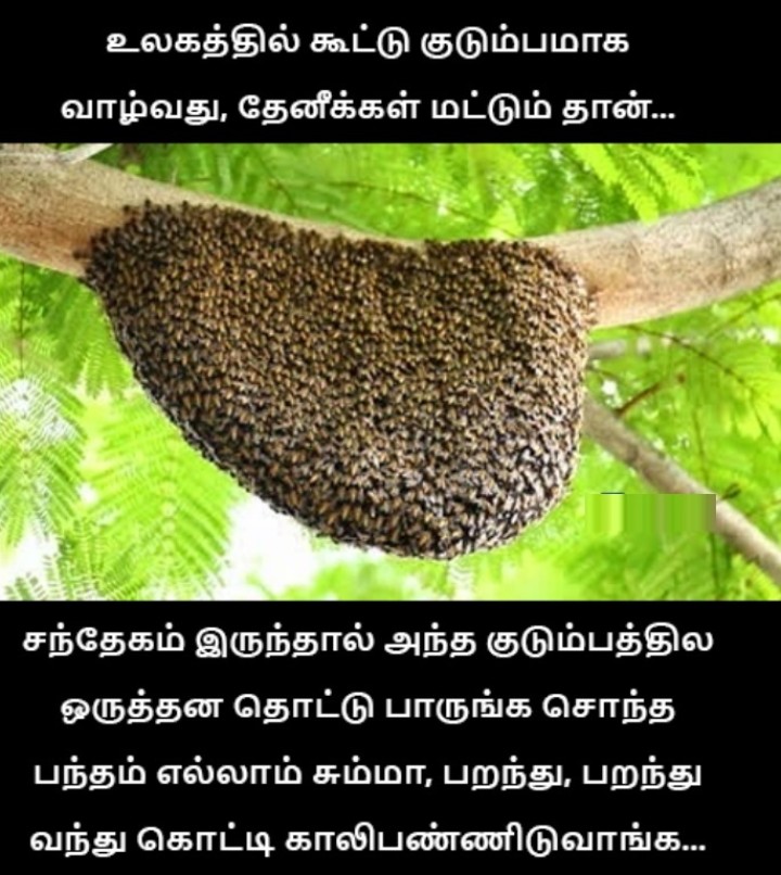 அப்பிடி போடு