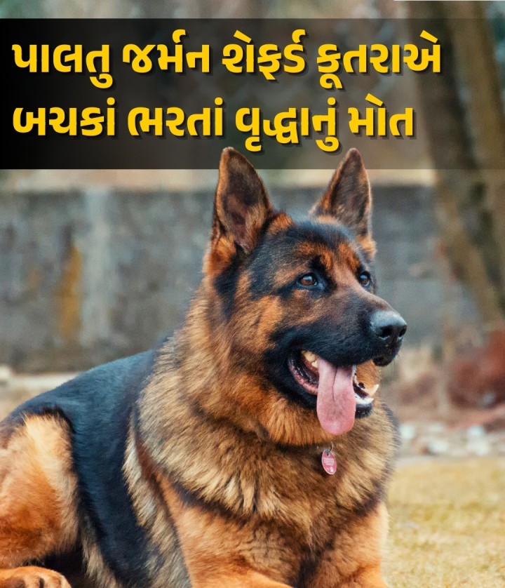 ઉત્તર પ્રદેશના કાનપુરમાં એક પાલતુ જર્મન શેફર્ડ કૂતરાએ ઘરની એક વૃદ્ધ મહિલા પર હુમલો કર્યો હતો. તેણે મહિલાના ચહેરા, ગરદન, પેટ અને શરીરના અન્ય ભાગો પર બચકાં ભર્યા હતા. જેના કારણે મહિલાનું મૃત્યુ થયું. મહિલાની ઉંમર લગભગ 90 વર્ષની હોવાનું કહેવાય છે. કૂતરાને પકડી લેવામાં આવ્યો છે અને તે હજુ પણ કસ્ટડીમાં છે તેવું કાનપુર મ્યુનિસિપલ કોર્પોરેશને જણાવ્યું હતું.