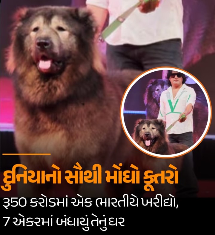 દુનિયાનો સૌથી મોંઘો કૂતરો એક ભારતીયે ખરીદ્યો છે. તેની કિંમત સાંભળીને કોઈપણ ચોંકી જશે. 50 કરોડ ચૂકવીને ખરીદી કરવામાં આવી છે, બેંગલુરુના બ્રીડર એસ સતીષે દુનિયાનો સૌથી મોંઘો કૂતરો ખરીદ્યો છે,આ કૂતરાનું નામ વુલ્ફડોગ છે.