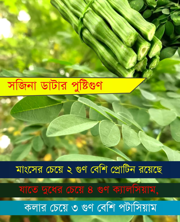 বাঙালির চিরকালিন খাদ্যাভ্যাসে থাকা সজনের এই গুনগুলি জানতেন?